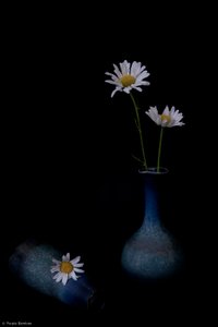Elegante madeliefjes in blauw