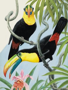 Vogels met grote snavels