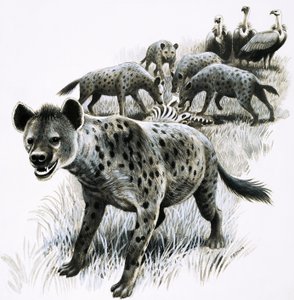 Hyena