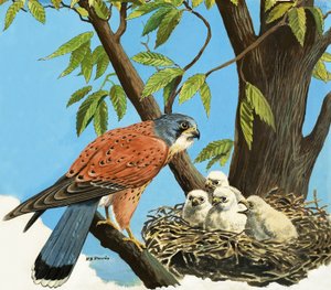 Torenvalk en kuiken door R.B. Davis