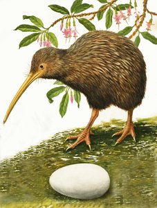De Kiwi