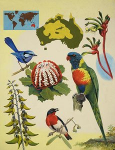 Wilde dieren in Australië