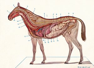 Verticale doorsnede van het lichaam van een paard, c1907 c1910