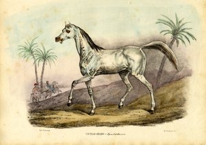 Arabisch paard, 1863-79
