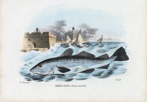 Atlantische Kabeljauw, 1863-79 door Raimundo Petraroja