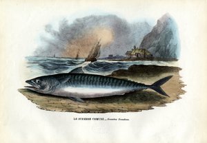 Atlantische Makreel, 1863-79 door Raimundo Petraroja