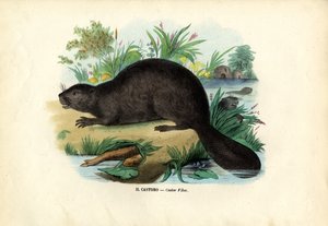 Bever
