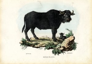 Buffel, 1863-79
