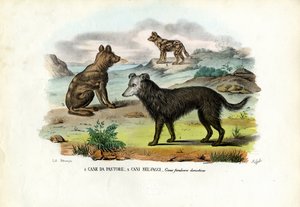Honden