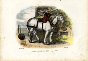 Engels Boerenpaard, 1863-79