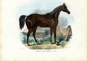 Engels Paard, 1863-79