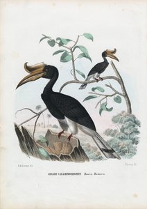 Grote Neushoornvogel, 1863-79 door Raimundo Petraroja