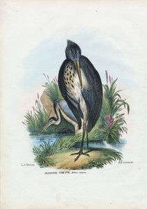 Grijze reiger, 1863-79