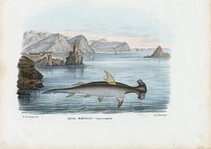 Hamerhaai, 1863-79 door Raimundo Petraroja