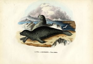 Havenzeehond, 1863-79