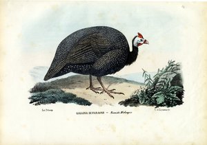Helmperlhenn, 1863-79