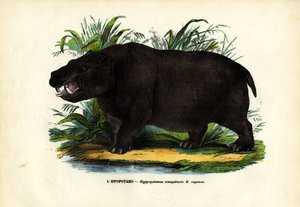 Nijlpaard, 1863-79