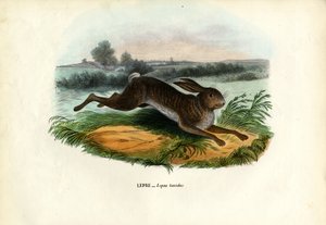 Berg Haas, 1863-79