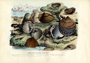 Mosselen, 1863-79