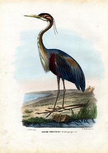 Purperreiger, 1863-79