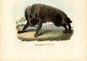 Gestreepte hyena, 1863-79