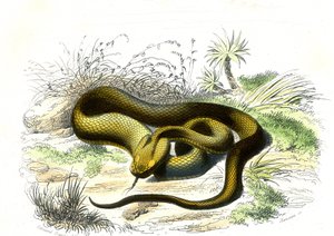 Lansvormige adder (Cophias Lanceolatus) - Plaat uit Natuurlijke Historie door Bernard Germain de Lacepede (1856-1925), editie P.Furme, Parijs