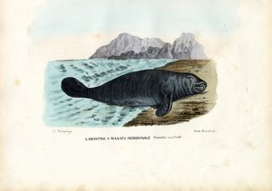 West-Indische Zeekoe, 1863-79 door Raimundo Petraroja