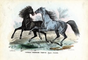 Wilde Paarden door Raimundo Petraroja