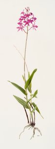 Barkeria skinneri (olieverf op papier) door Raymond Booth