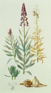 Fritillaria Persica door Raymond Booth