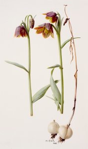 Fritillaria daviesii door Raymond Booth