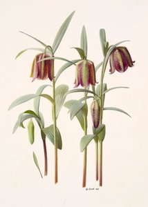 Fritillaria kotschyana door Raymond Booth
