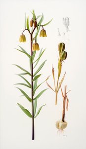 Fritillaria roylei door Raymond Booth