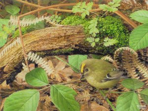 Gold Crest, 2000 (olieverf op board)