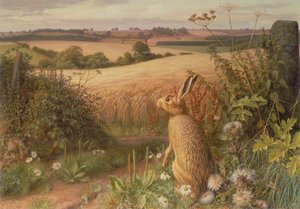 Haas in een veld door Raymond Booth