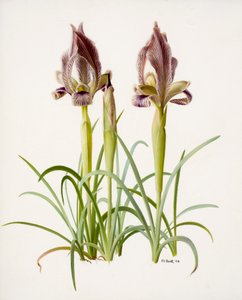 Iris acutiloba (olieverf op papier)