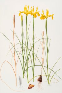 Iris spuria, 2002 (olieverf op papier) door Raymond Booth