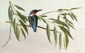 IJsvogel door Raymond Booth