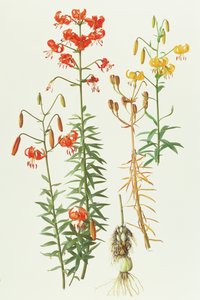 Lelie amabile door Raymond Booth
