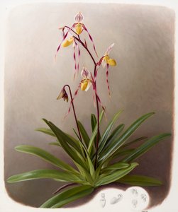Orchidee door Raymond Booth