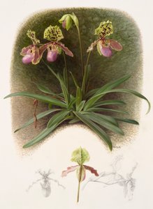 Paphiopedilium henryi (olieverf op papier) door Raymond Booth