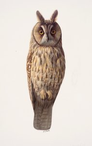 Studie van een ransuil (olieverf op papier) door Raymond Booth