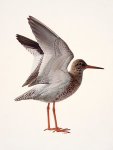 Studie van een rode schenkel (olieverf op papier) door Raymond Booth