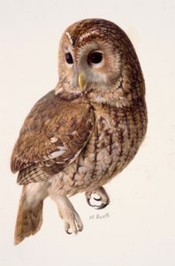 Studie van een bosuil (olieverf op papier) door Raymond Booth