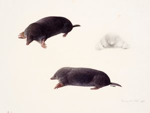 Drie studies van een mol door Raymond Booth