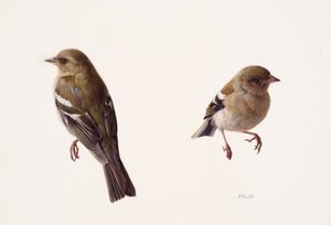 Twee studies van een vrouwtjesvink (olieverf op papier)