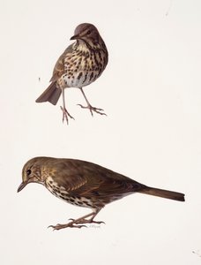 Twee studies van een mistlijster (olieverf op papier) door Raymond Booth