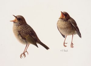 Twee studies van een jong roodborstje (olieverf op papier) door Raymond Booth