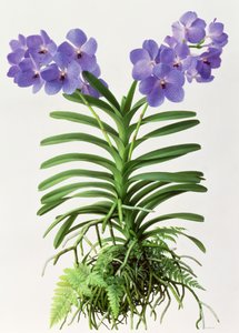 Vanda Rothschildiana door Raymond Booth