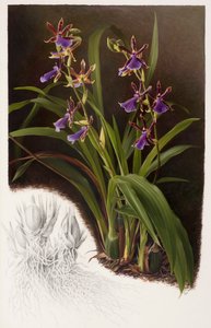 Zygopetalum hybride